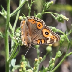 Junonia villida (Meadow Argus) at Stranger Pond - 9 Feb 2024 by RodDeb