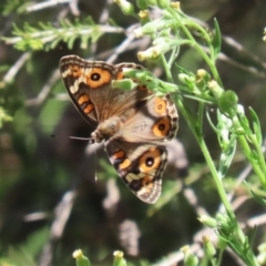 Junonia villida at Stranger Pond - 9 Feb 2024