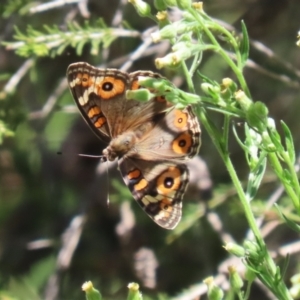 Junonia villida at Stranger Pond - 9 Feb 2024