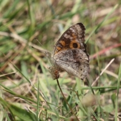 Junonia villida at Stranger Pond - 9 Feb 2024