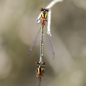 Nososticta solida at Stranger Pond - 9 Feb 2024