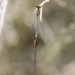 Nososticta solida at Stranger Pond - 9 Feb 2024