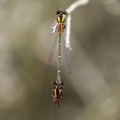 Nososticta solida at Stranger Pond - 9 Feb 2024