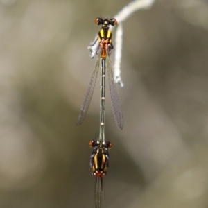 Nososticta solida at Stranger Pond - 9 Feb 2024