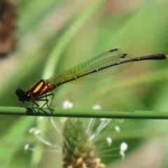 Nososticta solida at Stranger Pond - 9 Feb 2024