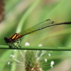 Nososticta solida at Stranger Pond - 9 Feb 2024