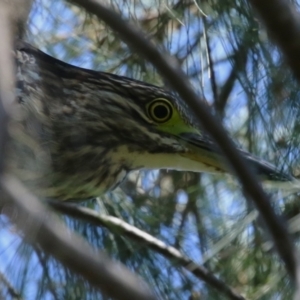 Nycticorax caledonicus at Stranger Pond - 9 Feb 2024