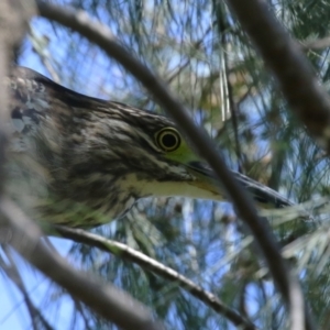 Nycticorax caledonicus at Stranger Pond - 9 Feb 2024