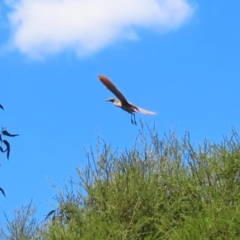 Nycticorax caledonicus at Stranger Pond - 9 Feb 2024 01:58 PM