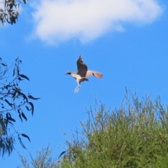 Nycticorax caledonicus at Stranger Pond - 9 Feb 2024