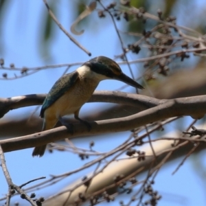 Todiramphus sanctus at Stranger Pond - 9 Feb 2024