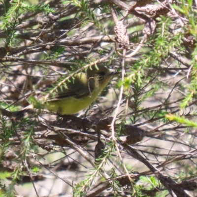 Acanthiza nana (Yellow Thornbill) at Bonython, ACT - 9 Feb 2024 by RodDeb