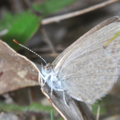 Zizina otis (Common Grass-Blue) at Tidbinbilla Nature Reserve - 7 Feb 2024 by Harrisi