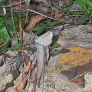 Zizina otis at Tidbinbilla Nature Reserve - 7 Feb 2024