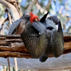 Callocephalon fimbriatum (Gang-gang Cockatoo) at Hughes Grassy Woodland - 9 Feb 2024 by LisaH