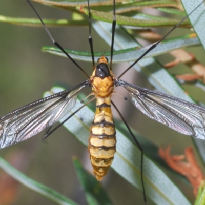 Leptotarsus (Leptotarsus) sp.(genus) (A Crane Fly) at Tidbinbilla Nature Reserve - 7 Feb 2024 by Harrisi