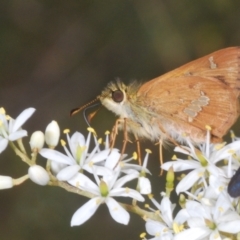 Dispar compacta (Barred Skipper) at Paddys River, ACT - 7 Feb 2024 by Harrisi