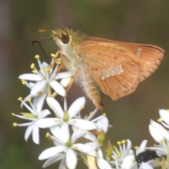 Dispar compacta at Tidbinbilla Nature Reserve - 7 Feb 2024 05:11 PM