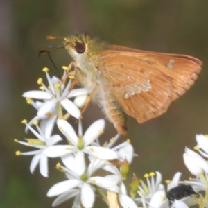 Dispar compacta at Tidbinbilla Nature Reserve - 7 Feb 2024 05:11 PM