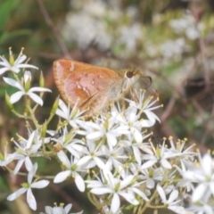 Dispar compacta at Tidbinbilla Nature Reserve - 7 Feb 2024