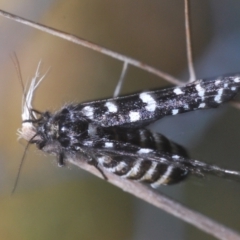 Psychanisa baliodes (A Case moth) at Theodore, ACT - 9 Feb 2024 by Harrisi