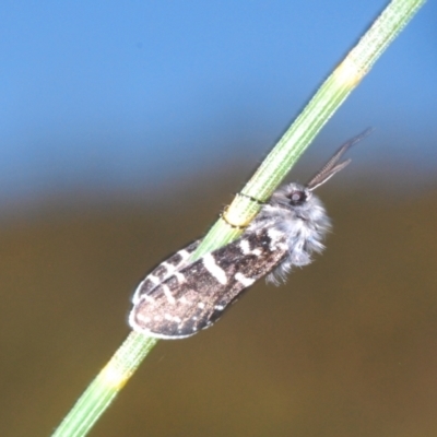 Psychanisa (genus) (A case moth) at Theodore, ACT - 9 Feb 2024 by Harrisi