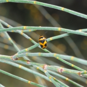 Aporocera (Aporocera) speciosa at Tuggeranong Hill - 9 Feb 2024