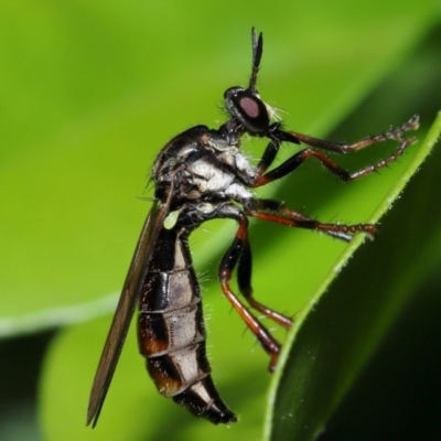 Unverified Robber fly (Asilidae) at  - suppressed by TimL