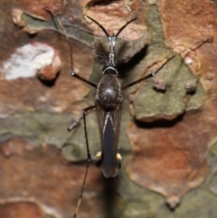 Unidentified Crane fly, midge, mosquito or gnat (several families) at Brisbane City, QLD - 2 Feb 2024 by TimL