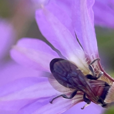 Unverified Bee (Hymenoptera, Apiformes) at Frankston South, VIC - 22 Dec 2023 by SChan