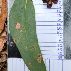 Eucalyptus consideniana (Prickly Stringybark, Yertchuk) at Tathra, NSW - 9 Feb 2024 by Steve818