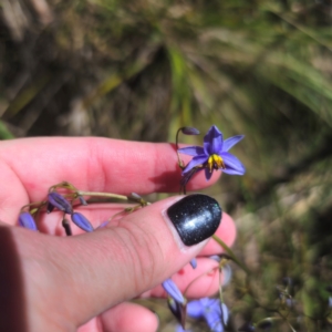 Dianella revoluta var. revoluta at Tidbinbilla Nature Reserve - 8 Feb 2024