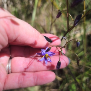 Dianella revoluta var. revoluta at Tidbinbilla Nature Reserve - 8 Feb 2024 02:50 PM