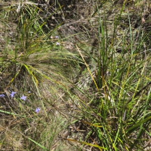 Dianella revoluta var. revoluta at Tidbinbilla Nature Reserve - 8 Feb 2024