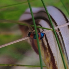 Dicranolaius bellulus (Red and Blue Pollen Beetle) at Tidbinbilla Nature Reserve - 8 Feb 2024 by Csteele4