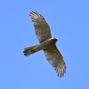 Accipiter fasciatus at Evatt, ACT - 10 Feb 2024