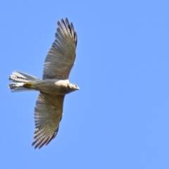 Accipiter fasciatus at Evatt, ACT - 10 Feb 2024