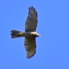 Accipiter fasciatus at Evatt, ACT - 10 Feb 2024