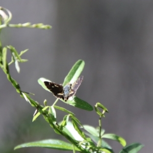 Dispar compacta at Namadgi National Park - 7 Feb 2024