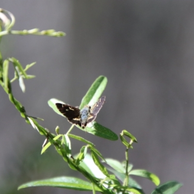 Dispar compacta (Barred Skipper) at Cotter River, ACT - 6 Feb 2024 by Csteele4