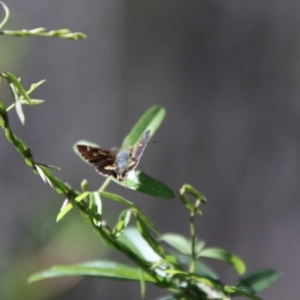 Dispar compacta at Namadgi National Park - 7 Feb 2024