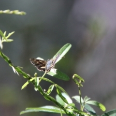 Dispar compacta at Namadgi National Park - 7 Feb 2024