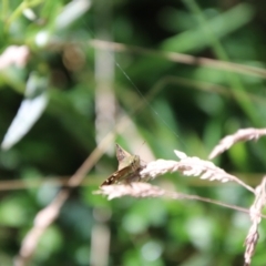 Dispar compacta (Barred Skipper) at Paddys River, ACT - 6 Feb 2024 by Csteele4