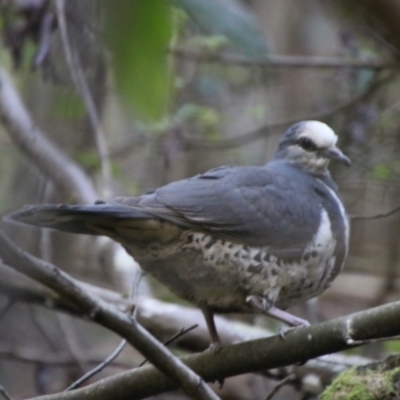 Leucosarcia melanoleuca (Wonga Pigeon) at Kambah, ACT - 9 Feb 2024 by Csteele4