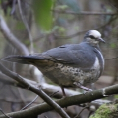 Leucosarcia melanoleuca at Jedbinbilla - 9 Feb 2024