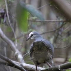 Leucosarcia melanoleuca at Jedbinbilla - 9 Feb 2024