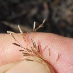 Dichelachne sp. (Plume Grasses) at Queanbeyan West, NSW - 9 Feb 2024 by Paul4K