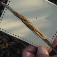 Dichelachne sp. at Bicentennial Park - 10 Feb 2024 06:51 AM