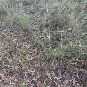 Dichelachne sp. at Bicentennial Park - 10 Feb 2024 06:51 AM