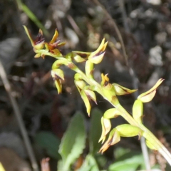 Corunastylis clivicola (Rufous midge orchid) at Bicentennial Park - 10 Feb 2024 by Paul4K